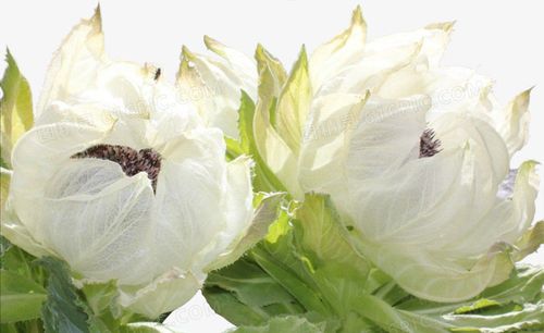 摄影图高铁动车雪png新疆天山雪莲花png天山雪莲花png盛开的雪莲花png