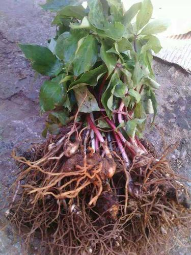 滇重楼的植物形态