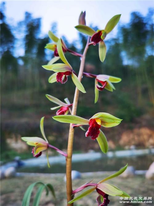 蕙兰红素系列赏析:九华晨光-蕙兰篇-中国兰花交易网