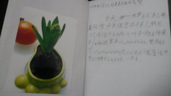 二年级冬日絮语风信子观察日记王恬歌