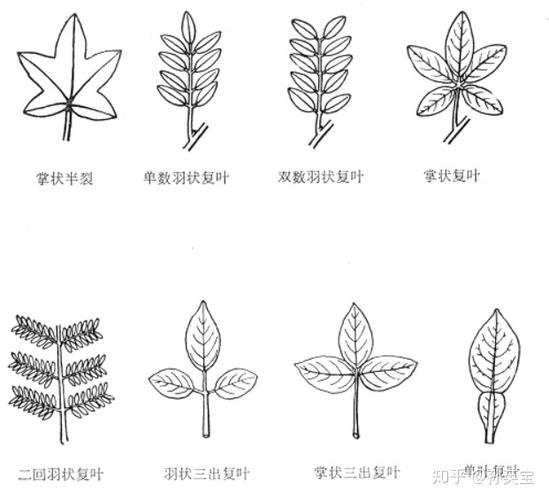 有二浅裂,三浅裂或掌状三浅裂,掌状五浅裂,掌状五深裂,羽状多半裂等等