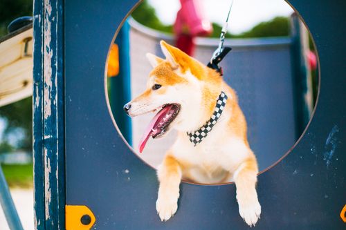 阴阳师柴犬犬神sama——未成年时期.