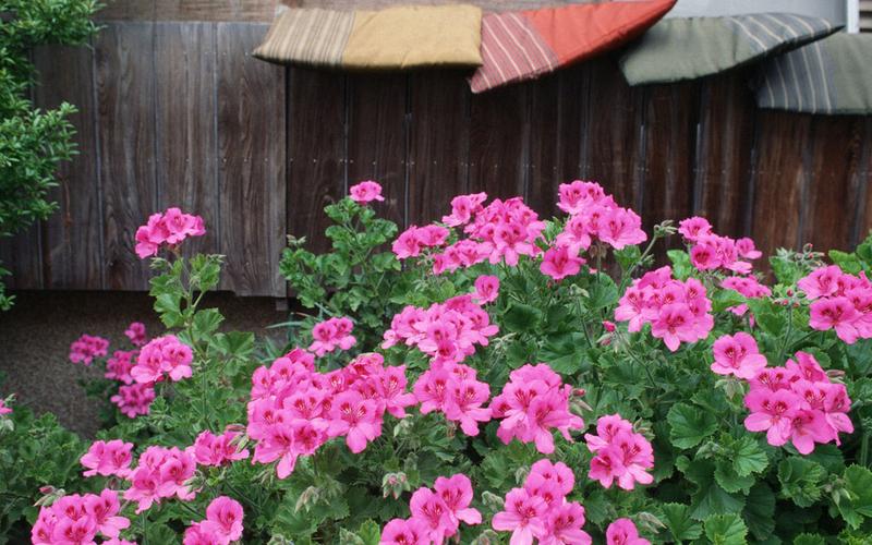 乡村房子与花朵