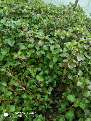 红枸杞苗 台湾枸杞菜苗 红木耳草 泰国西洋菜 旱地西洋菜 新型蔬菜