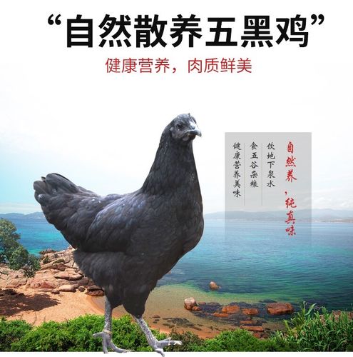 乌骨鸡 散养