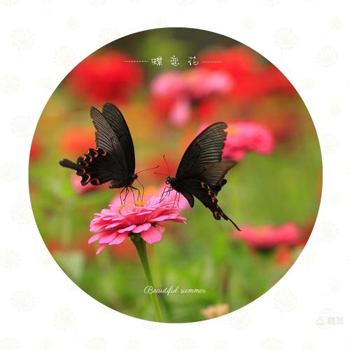 两只蝴蝶花上飞