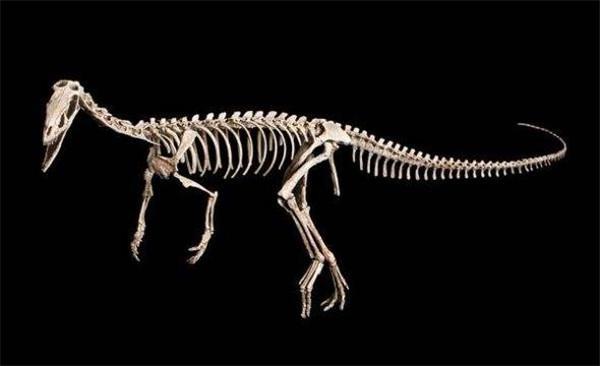 恐龙骨化石拍卖价位决定因素