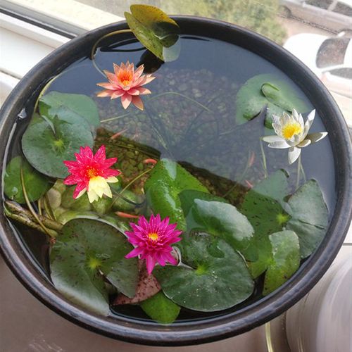 购客池塘水池紫乔伊大睡莲根块热带根茎盆栽水培植物四季种植带花苞