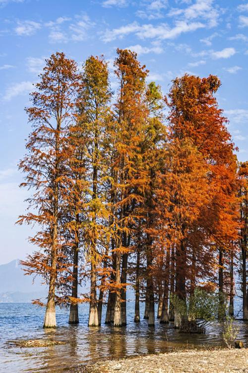 红杉树多少钱一棵红杉树怎么种植