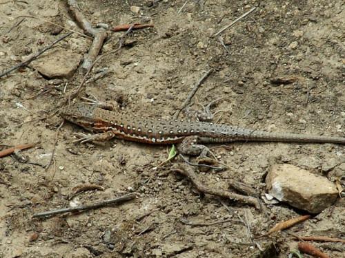 小时候听老人们说白羊峪有"乌龙子"一种蜥蜴,据说有毒(估计是微生物