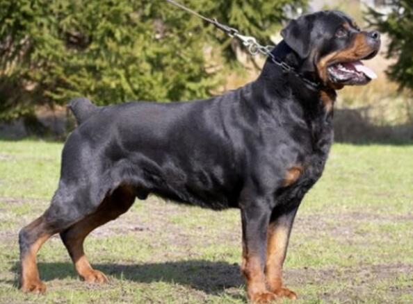 罗威纳犬怎么训练肌肉?