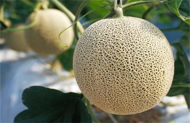 网纹瓜和哈密瓜的区别