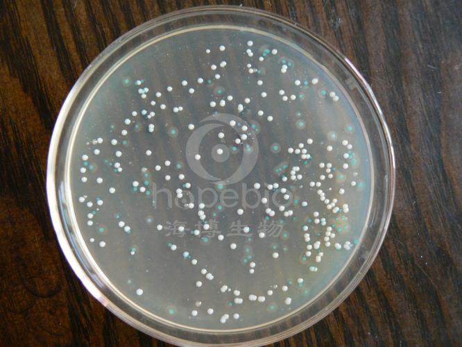 沙门氏菌                 14028      