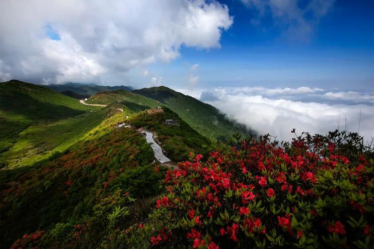 五一不用出长沙,浏阳大围山绝美杜鹃花即将盛开,错过再等一年!