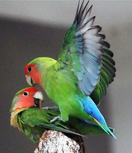 看图识鸟 (59) 牡丹鹦鹉(情侣鹦鹉)