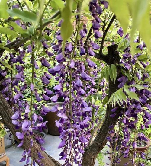 紫藤跟凌霄花这2种植物哪种更好首选紫藤花高端大气