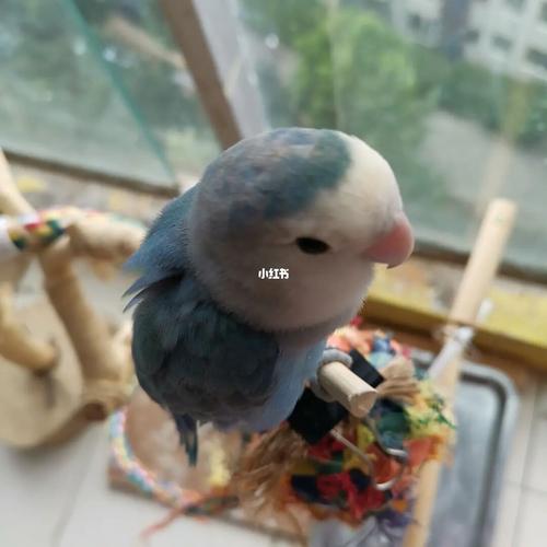 蓝银顶牡丹真好看啊_牡丹_鹦鹉_牡丹鹦鹉_宠物_宠物