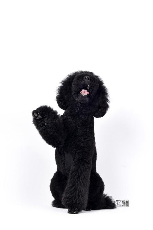 黑黢黢的巨贵够不够黑但是不表示就不能拍照了