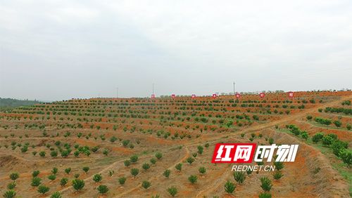 衡南泉溪镇喇叭堰村:村有当家产业 户有致富门路