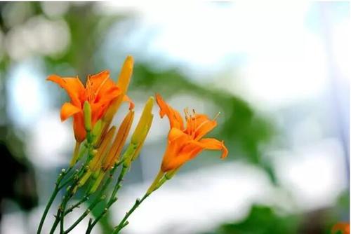 母亲节!快带妈妈来宝山母亲花文化园,一览萱草花海吧