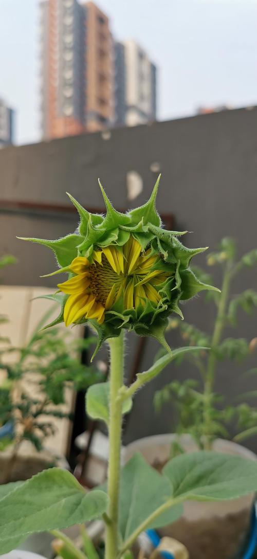 向日葵开花过程