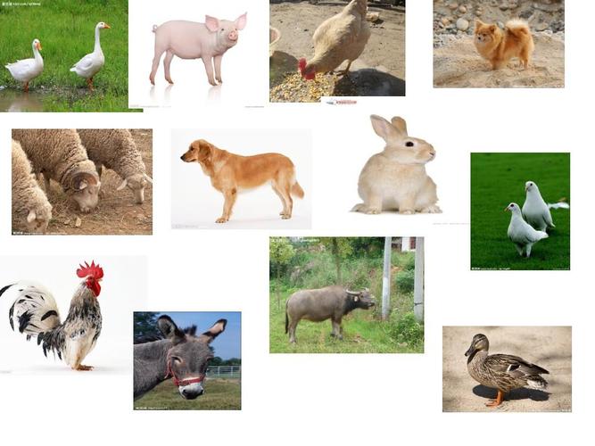 > 家禽家畜