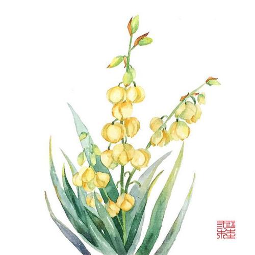 凤尾兰:盛开的希望