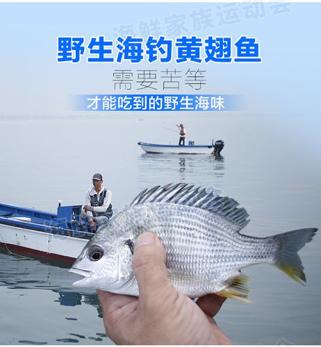 东山岛海鲜 黄翅鱼黄脚立黄鳍鲷 海钓饵钓 野生海鱼 一斤2-3条_7折