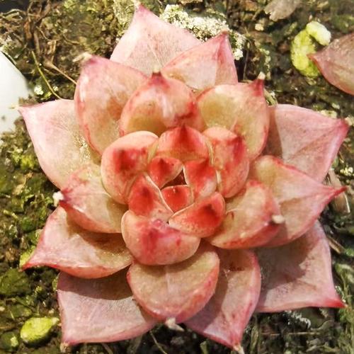 法兰绒韩国尖尖暗纹糖心杂交新品进口多肉子叶多肉植物