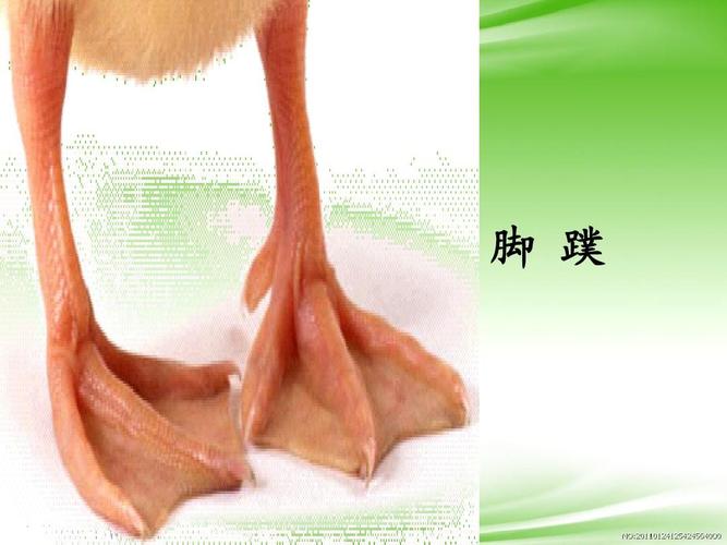 脚 蹼