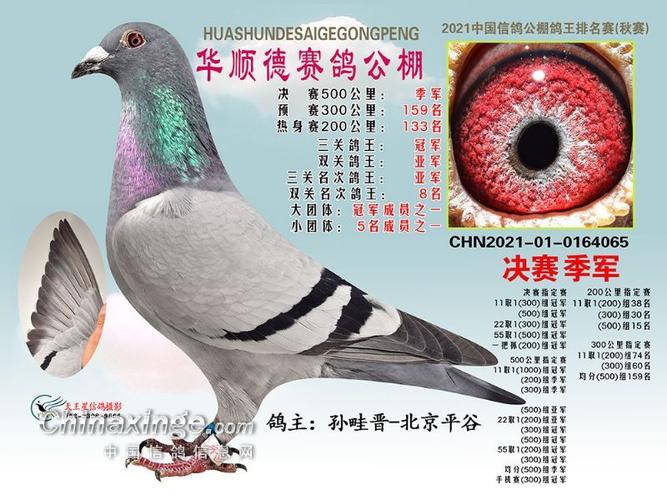华顺德500公里决赛获奖鸽冠军50名点击前往