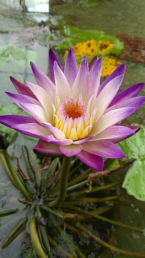 2018水培植物盆栽易活四季开花热带睡莲庭院观赏绿化品种紫乔伊