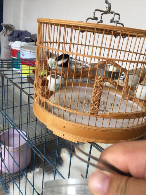 新买的贝子鸟不知道是公还是母 大家帮忙鉴定下 还是个雏鸟 这几天