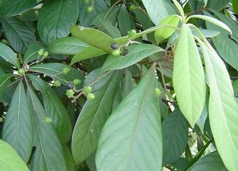 野生金丝楠木树叶图片