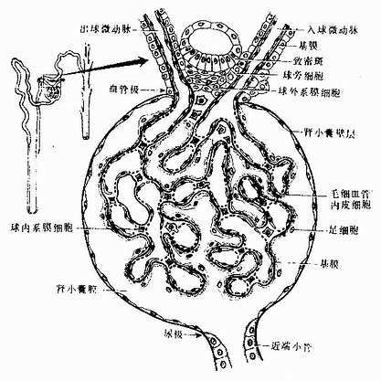  p>球旁细胞(juxtaglomerular cell) 是近肾小体血管极处的入球微动脉