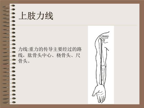 上肢力线及相关解剖结构特点详解.ppt