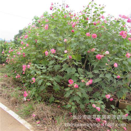 基地直供木芙蓉 丛生木芙蓉树 芙蓉花茶 木芙蓉 花卉 成活好