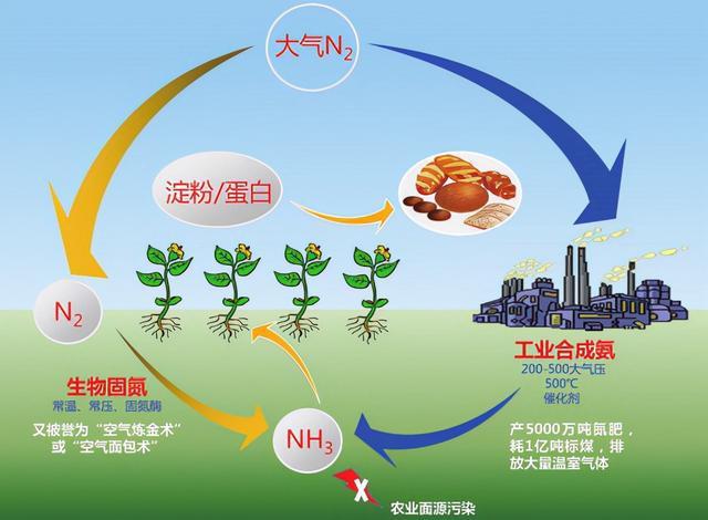 克服天然缺陷人工高效生物固氮技术潜力巨大