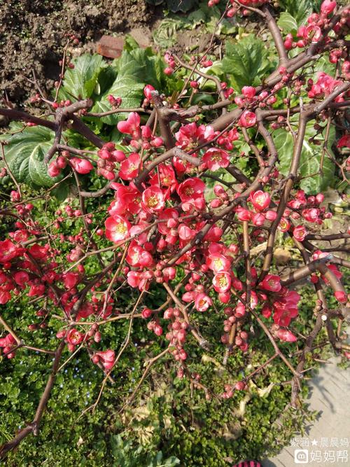 桃花,樱桃花