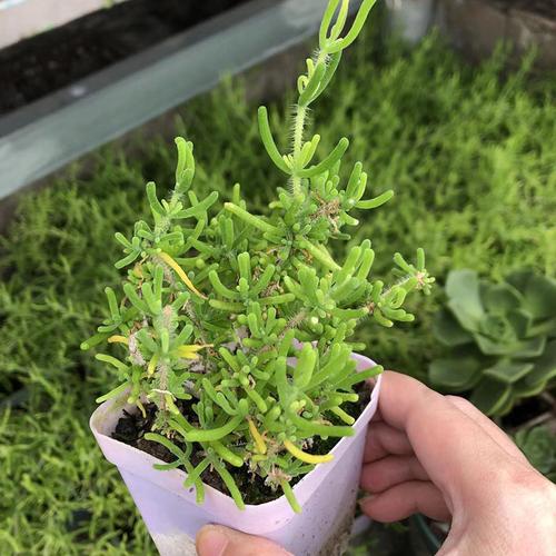 枝干番杏小老桩荧光兔多植物办公室绿植趣味花卉多肉