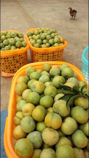 贵州,蜂糖李子果5斤新鲜水果脱骨李孕妇蜂蜜冰糖脆李镇宁特产