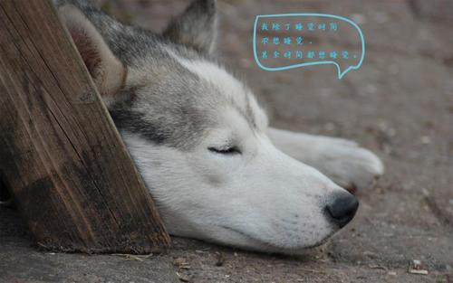 很困想睡觉的个性说说配图