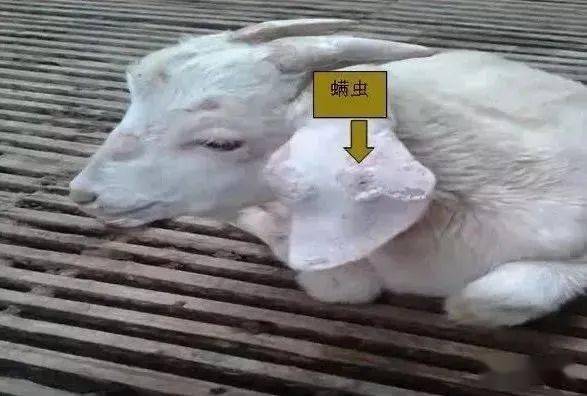 地克珠利 8,螨虫 皮肤斑点,一块一块的脱毛,毛色柴 治疗:伊维菌素注射