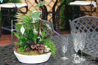 组合盆栽的关键是搭配起来视觉上要协调雅致.