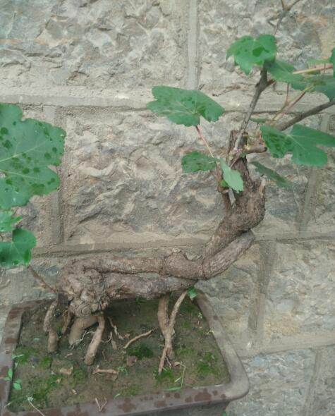 出售精美野葡萄盆景