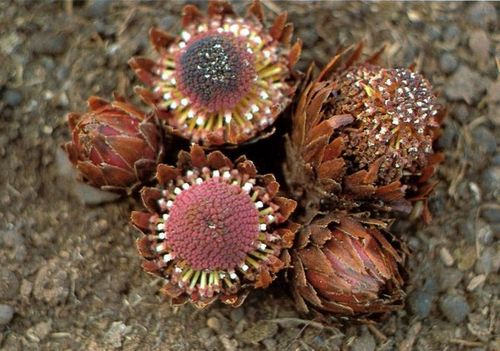 一些相对少见的蛇菰科(balanophoraceae)寄生植物,学