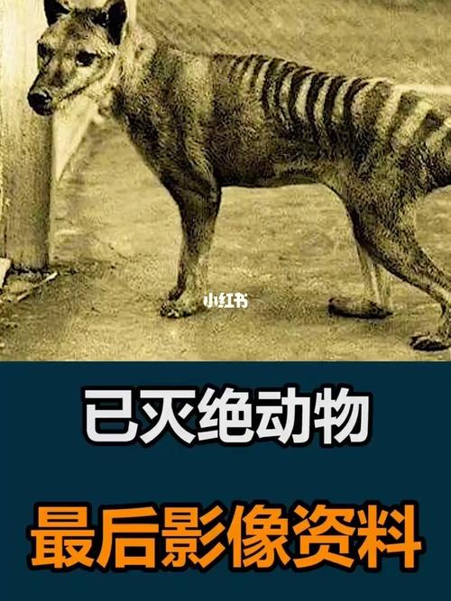 已灭绝动物最后的影像资料_奇闻趣事_社科_科学科普