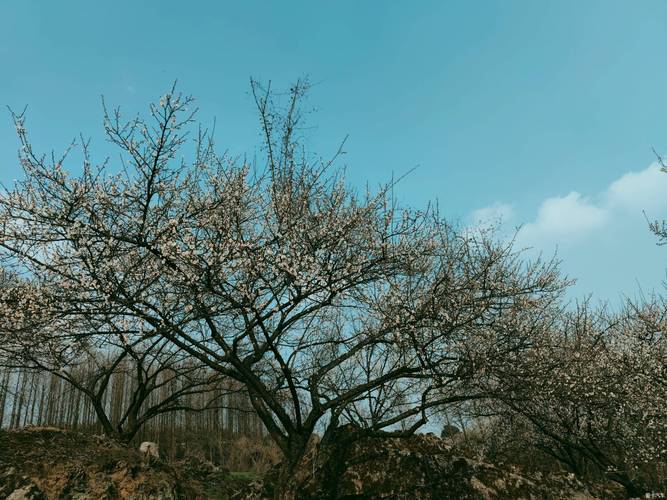 青梅又是花时节--大邑大坪观青梅花记-爱卡汽车网论坛