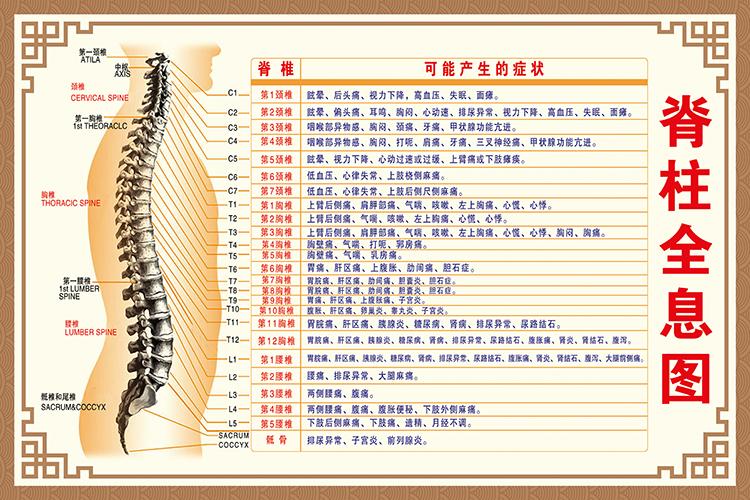 脊柱全息图脊柱病症挂图人体骨骼肌肉结构图人体内脏器官解剖图生活日