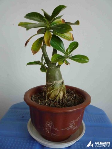 沙漠玫瑰的养殖方法和注意事项